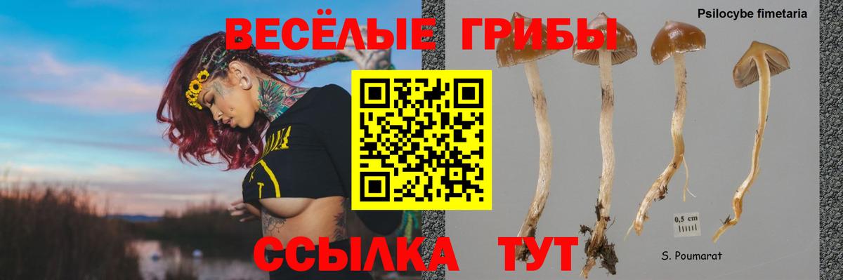 Псилоцибиновые грибы GOLDEN TEACHER Москва
